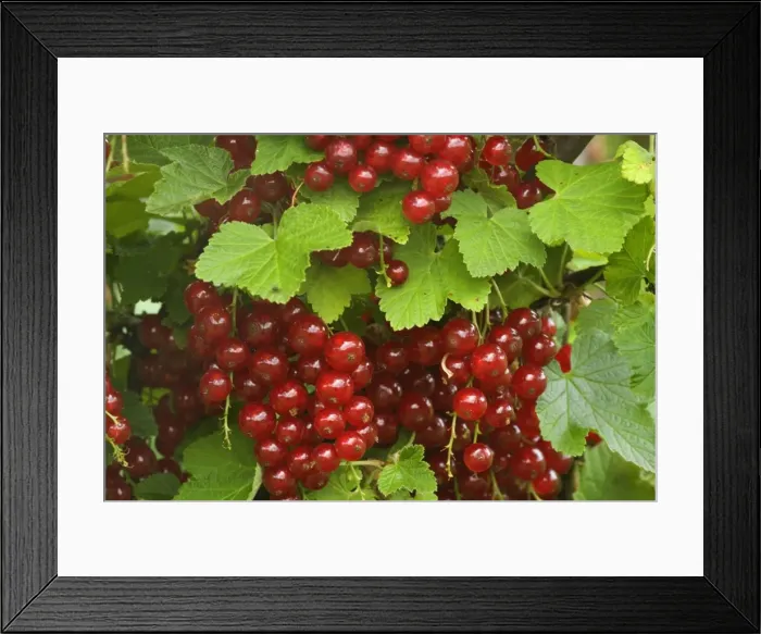 Framed Print : Picture No. 10896871 Framed Print : Picture No. 10896871