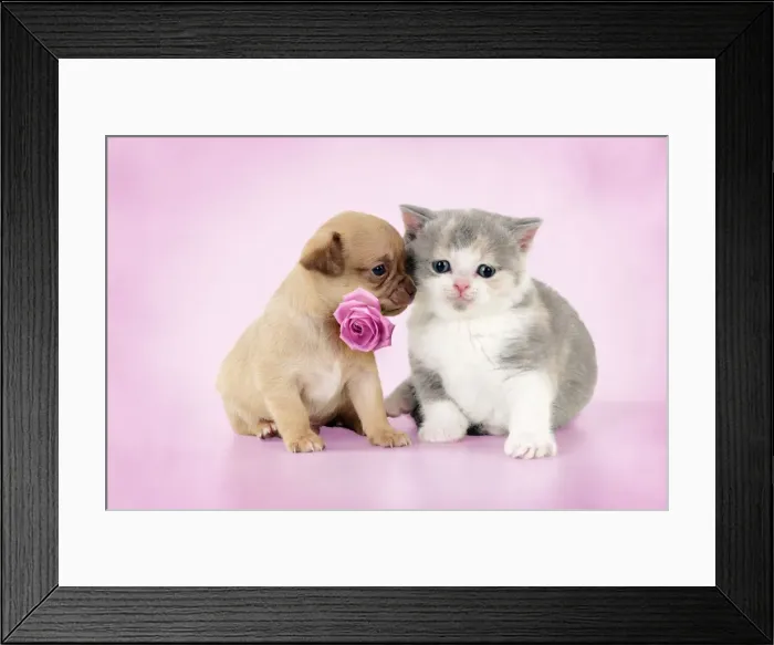 Framed Print : Picture No. 10947887 Framed Print : Picture No. 10947887