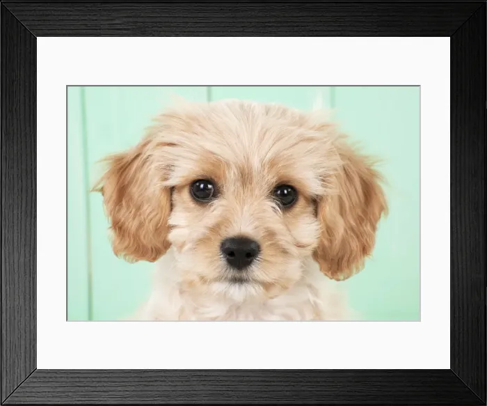 Framed Print : Picture No. 10947899