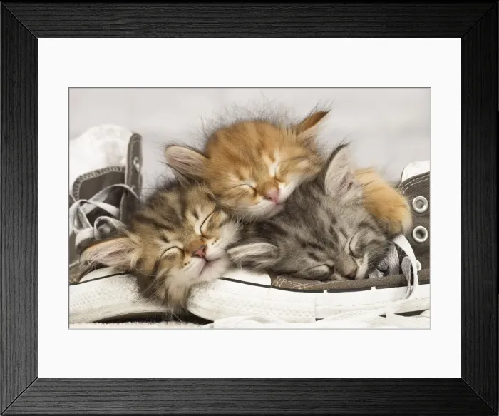 Framed Print : Picture No. 10947901 Framed Print : Picture No. 10947901