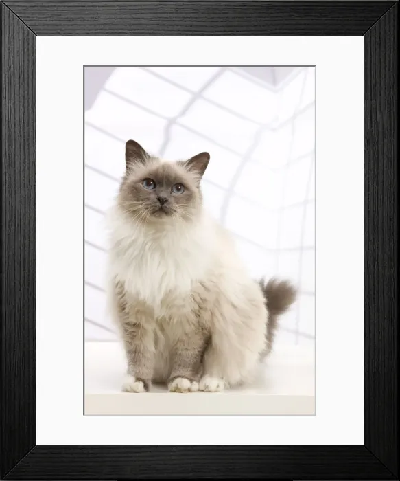 Framed Print : Picture No. 10947912 Framed Print : Picture No. 10947912
