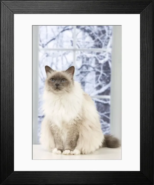 Framed Print : Picture No. 10947913 Framed Print : Picture No. 10947913