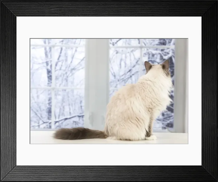 Framed Print : Picture No. 10947914 Framed Print : Picture No. 10947914