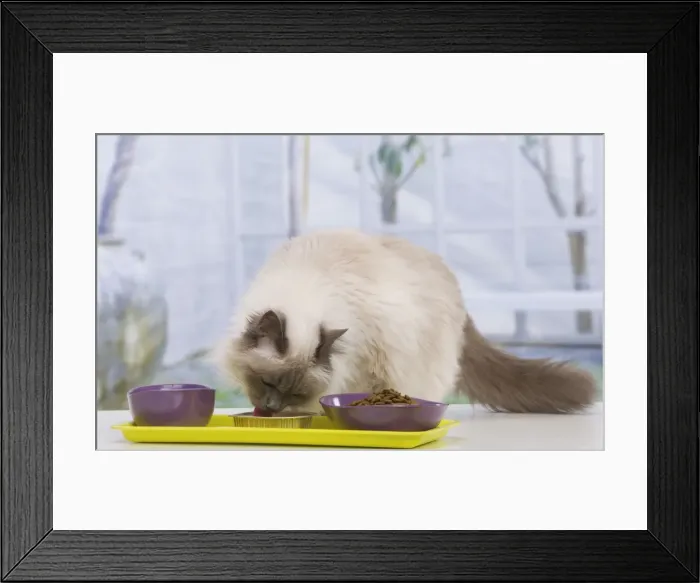 Framed Print : Picture No. 10947916 Framed Print : Picture No. 10947916
