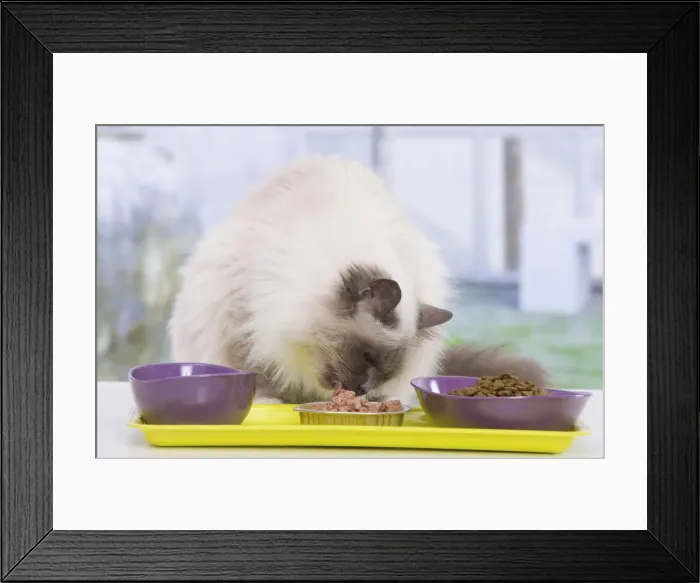 Framed Print : Picture No. 10947917 Framed Print : Picture No. 10947917