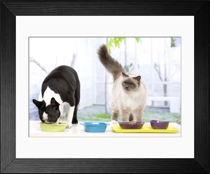 Framed Print : Picture No. 10947921 Framed Print : Picture No. 10947921