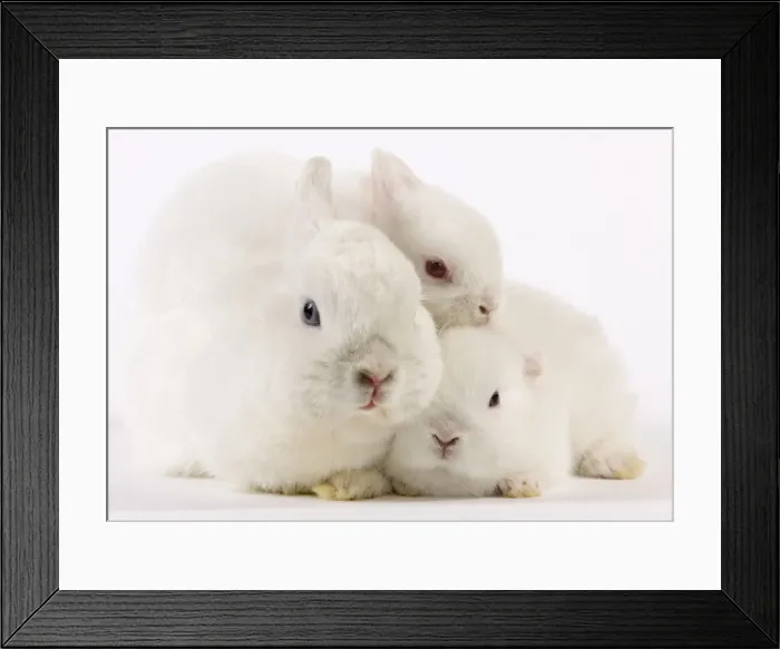 Framed Print : Picture No. 10947926 Framed Print : Picture No. 10947926