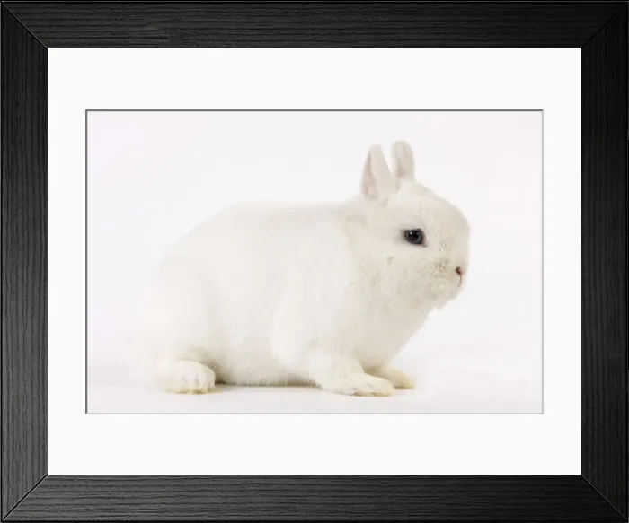 Framed Print : Picture No. 10947929 Framed Print : Picture No. 10947929