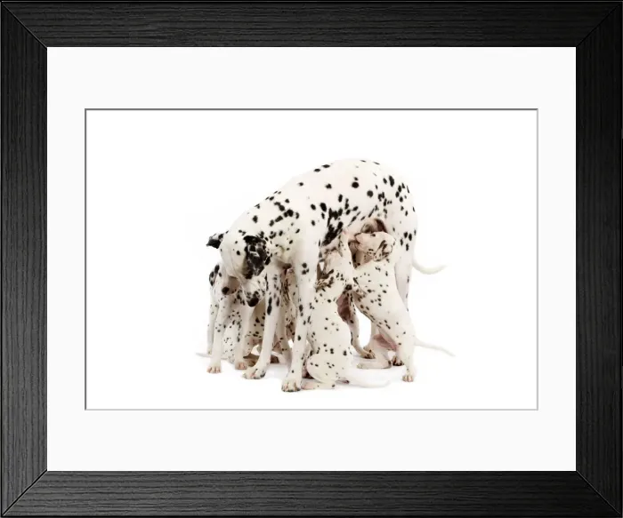 Framed Print : Picture No. 10947934 Framed Print : Picture No. 10947934