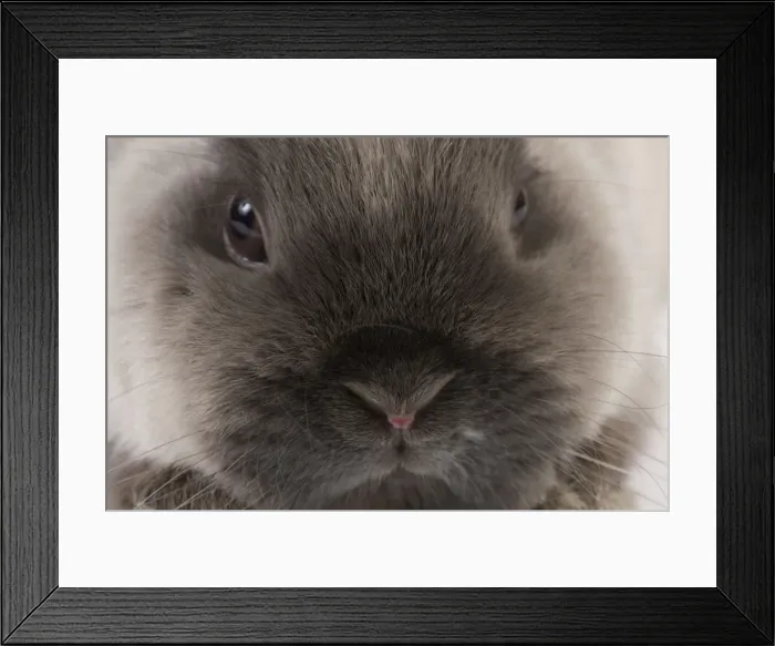 Framed Print : Picture No. 10947932