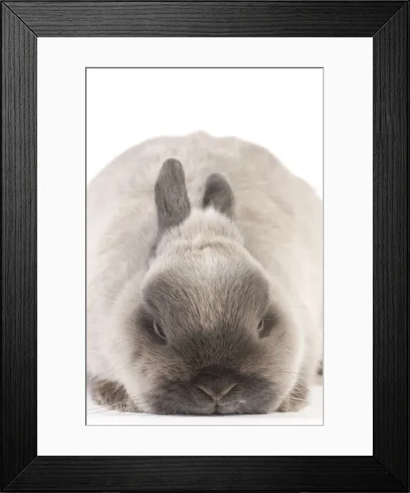 Framed Print : Picture No. 10947931 Framed Print : Picture No. 10947931