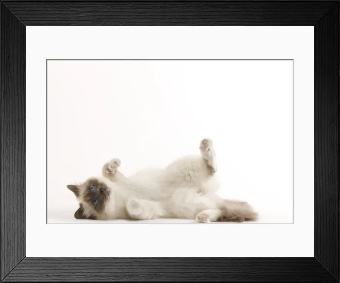 Framed Print : Picture No. 10947942 Framed Print : Picture No. 10947942