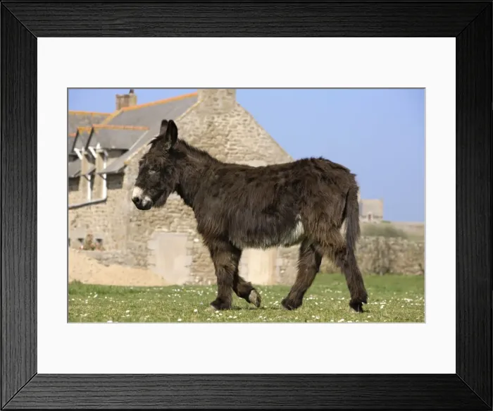 Framed Print : Picture No. 10947946 Framed Print : Picture No. 10947946