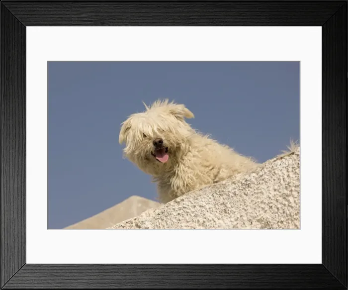 Framed Print : Picture No. 10947949 Framed Print : Picture No. 10947949