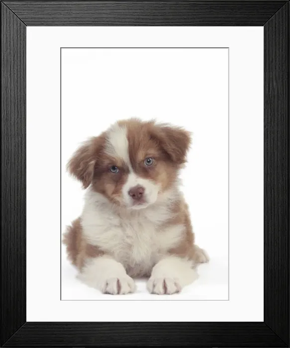 Framed Print : Picture No. 10947955 Framed Print : Picture No. 10947955