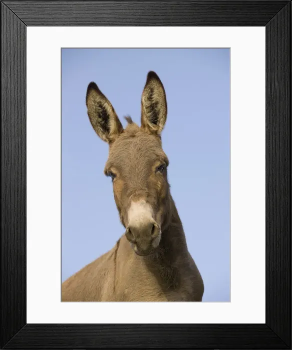 Framed Print : Picture No. 10947950 Framed Print : Picture No. 10947950
