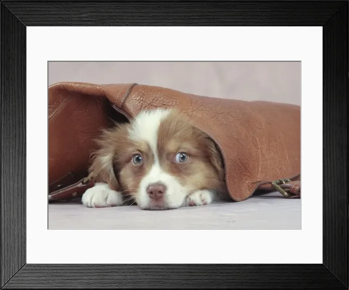 Framed Print : Picture No. 10947973 Framed Print : Picture No. 10947973