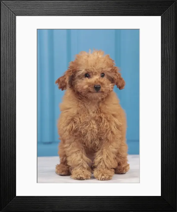 Framed Print : Picture No. 10947976 Framed Print : Picture No. 10947976