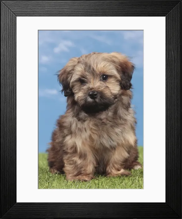 Framed Print : Picture No. 10947981 Framed Print : Picture No. 10947981