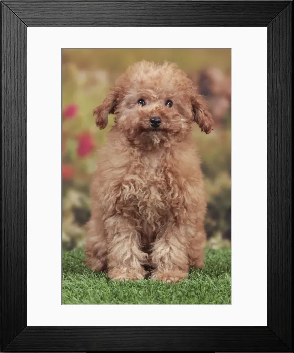 Framed Print : Picture No. 10947974 Framed Print : Picture No. 10947974