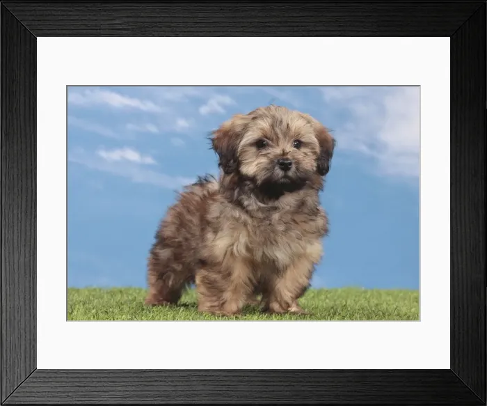 Framed Print : Picture No. 10947982 Framed Print : Picture No. 10947982
