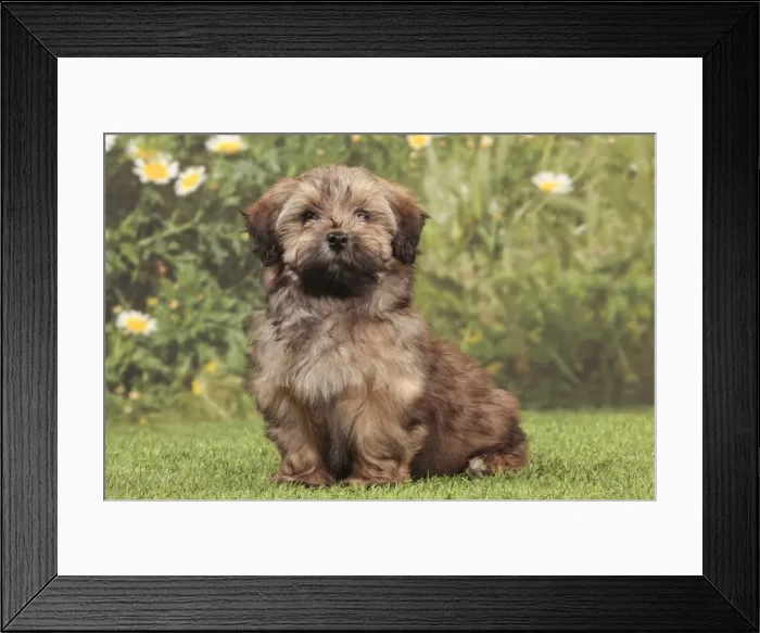 Framed Print : Picture No. 10947978 Framed Print : Picture No. 10947978