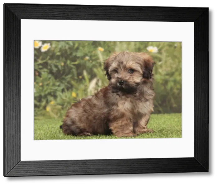 Framed Print : Picture No. 10947979 Framed Print : Picture No. 10947979