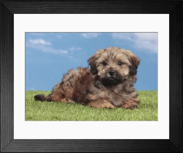 Framed Print : Picture No. 10947980 Framed Print : Picture No. 10947980