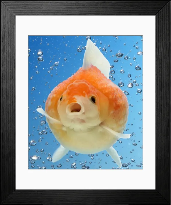 Framed Print : Picture No. 10947989 Framed Print : Picture No. 10947989