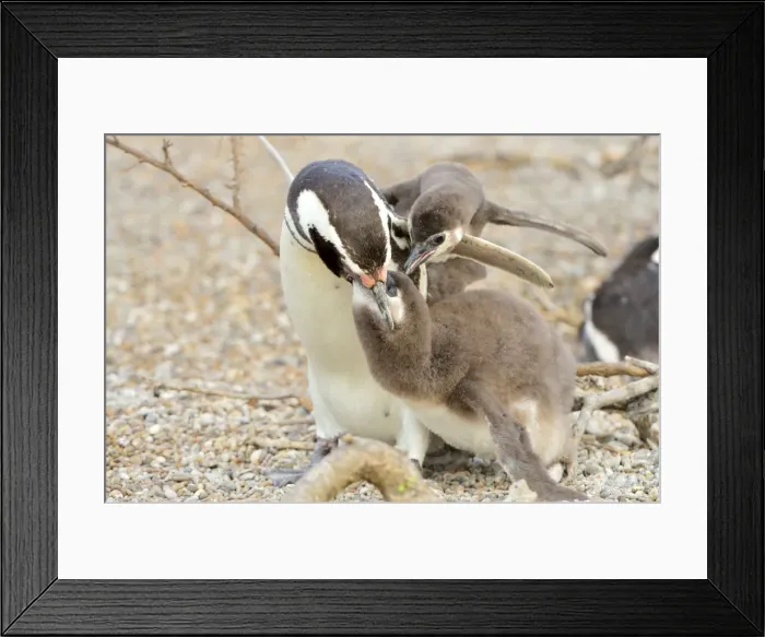 Framed Print : Picture No. 10947990 Framed Print : Picture No. 10947990