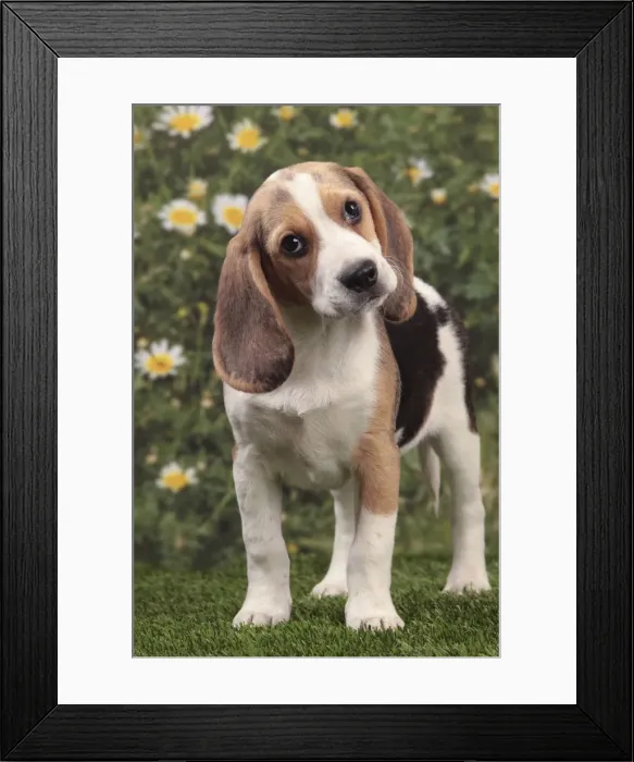 Framed Print : Picture No. 10947985 Framed Print : Picture No. 10947985