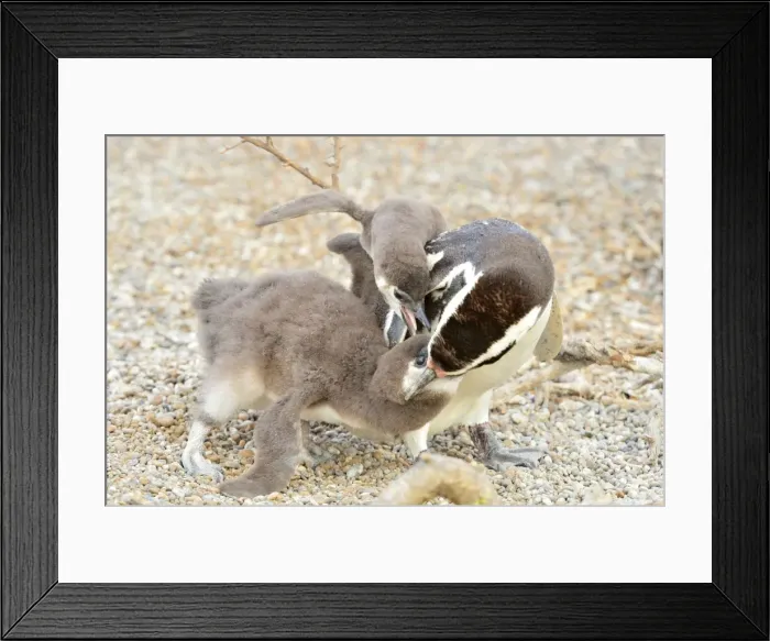 Framed Print : Picture No. 10947991 Framed Print : Picture No. 10947991