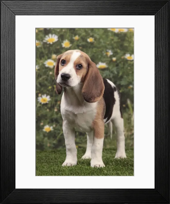 Framed Print : Picture No. 10947986