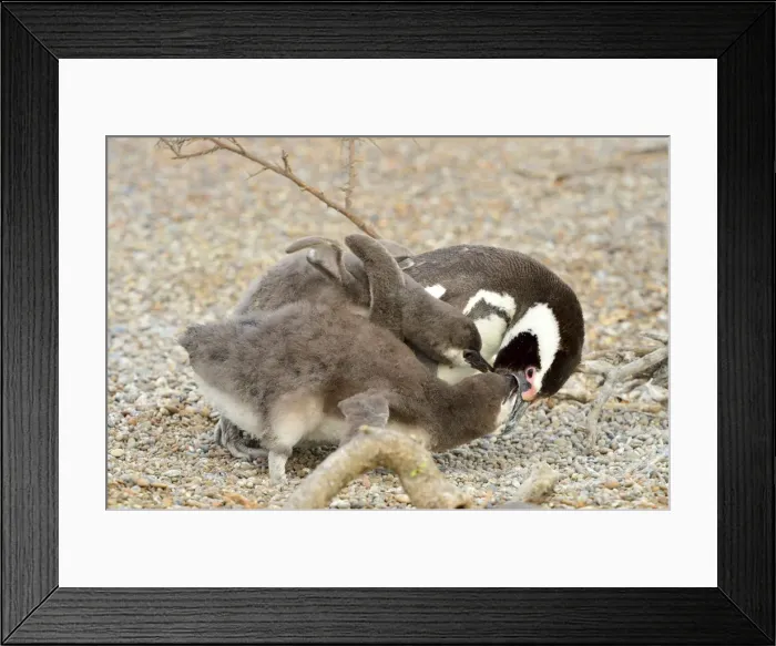 Framed Print : Picture No. 10947994 Framed Print : Picture No. 10947994