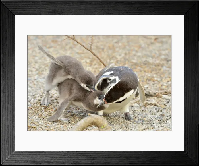 Framed Print : Picture No. 10947992 Framed Print : Picture No. 10947992