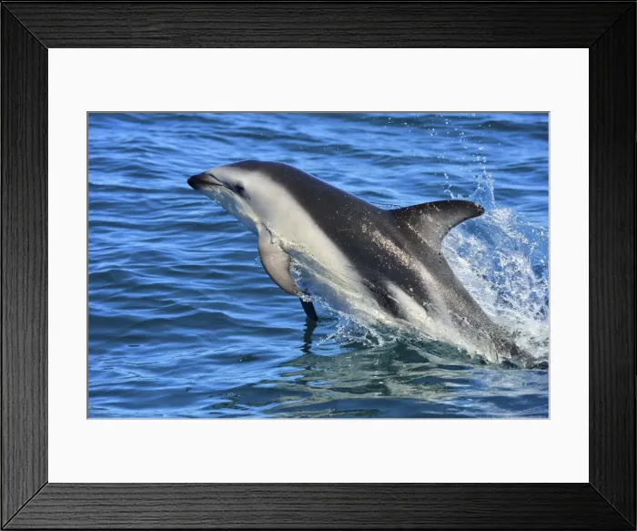 Framed Print : Picture No. 10947996 Framed Print : Picture No. 10947996