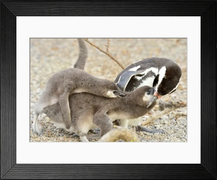 Framed Print : Picture No. 10947993 Framed Print : Picture No. 10947993