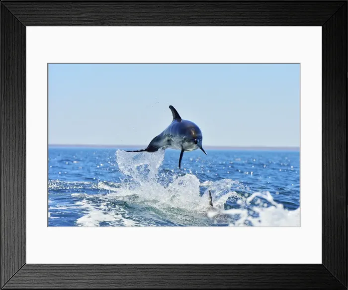 Framed Print : Picture No. 10947997 Framed Print : Picture No. 10947997