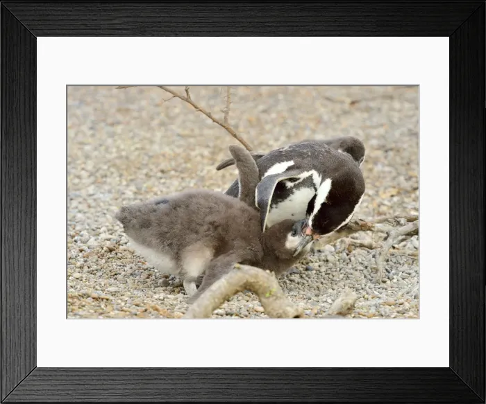 Framed Print : Picture No. 10947995 Framed Print : Picture No. 10947995