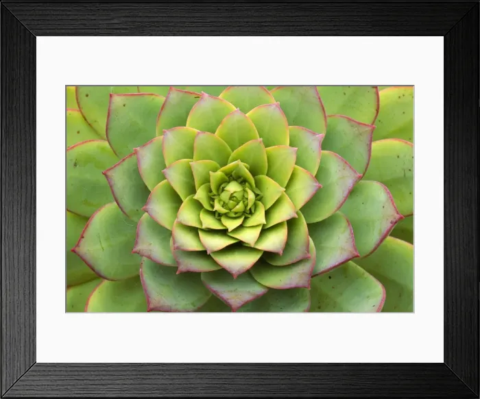 Framed Print : Picture No. 10982629 Framed Print : Picture No. 10982629