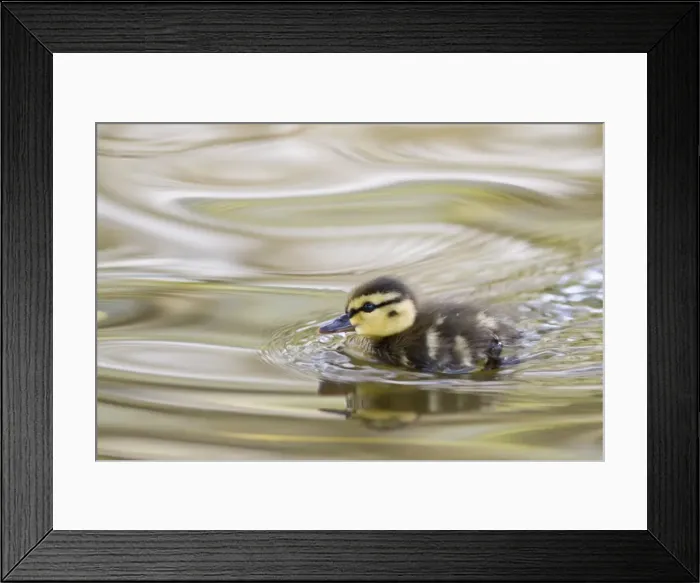 Framed Print : Picture No. 10982645 Framed Print : Picture No. 10982645
