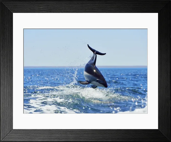Framed Print : Picture No. 10947999 Framed Print : Picture No. 10947999