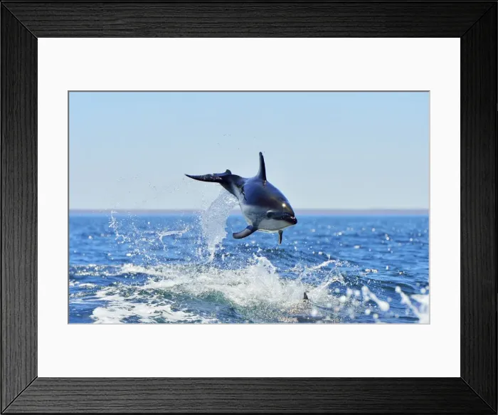 Framed Print : Picture No. 10947998 Framed Print : Picture No. 10947998
