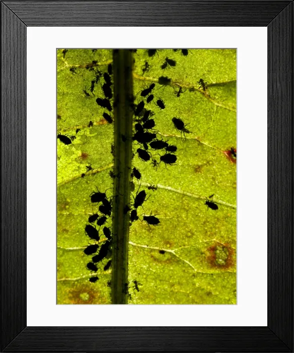Framed Print : Picture No. 10982646 Framed Print : Picture No. 10982646