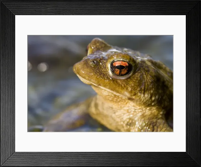 Framed Print : Picture No. 10982651 Framed Print : Picture No. 10982651