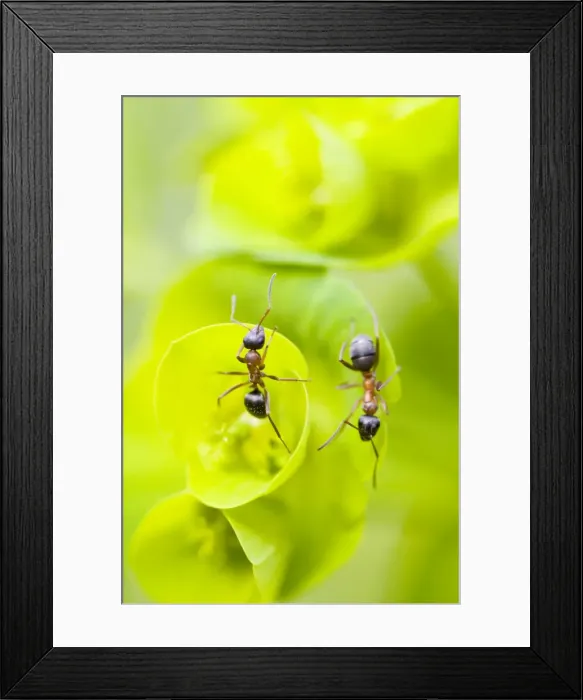 Framed Print : Picture No. 10982653 Framed Print : Picture No. 10982653