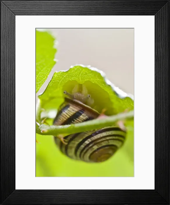 Framed Print : Picture No. 10982655 Framed Print : Picture No. 10982655