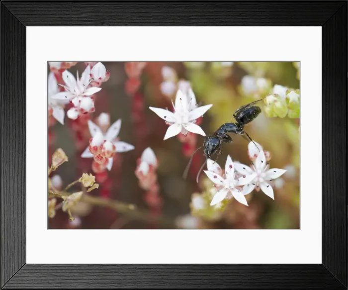 Framed Print : Picture No. 10982656 Framed Print : Picture No. 10982656