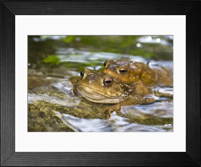 Framed Print : Picture No. 10982649