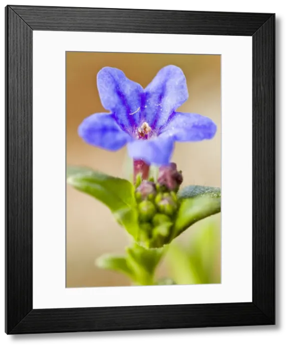 Framed Print : Picture No. 10982659 Framed Print : Picture No. 10982659